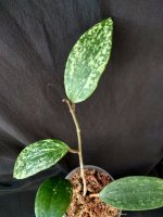 IMG_20250726_184746.jpg