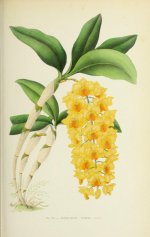 E_Du_Puydt_Les_Orchidees_Sketch_Orchid_1880_(35).jpg