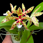 Phalaenopsis_Micaels-Pantheritz.png