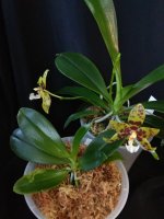 IMG_20251108_100427.jpg IMG_20251108_100427.jpg