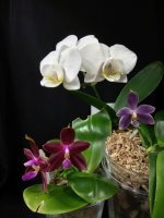 IMG_20251206_141923.jpg IMG_20251206_141923.jpg