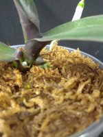 IMG_20251210_201212.jpg IMG_20251210_201212.jpg