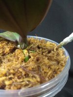 IMG_20251210_201425.jpg IMG_20251210_201425.jpg