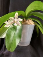 IMG_20260122_183201.jpg IMG_20260122_183201.jpg