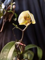 IMG_20260201_134534.jpg IMG_20260201_134534.jpg