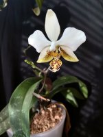 IMG_20260203_132824.jpg IMG_20260203_132824.jpg