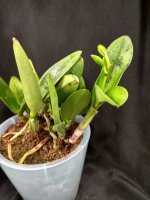 IMG_20260219_005741.jpg IMG_20260219_005741.jpg