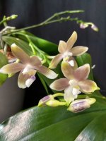 IMG_20260316_125010.jpg IMG_20260316_125010.jpg