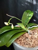 IMG_20260320_161556.jpg IMG_20260320_161556.jpg