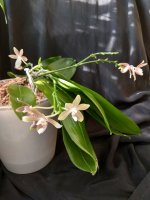 IMG_20260320_162553.jpg IMG_20260320_162553.jpg