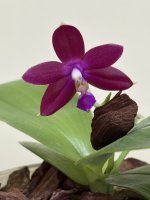 IMG_1475.jpeg IMG_1475.jpeg