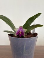 image-22-03-26-05-56-11.jpeg image-22-03-26-05-56-11.jpeg