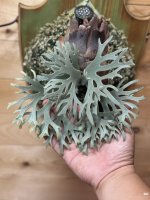 Camera_XHS_17744203473061040g2sg314a1acirme005pg53og1hkpmlfh93do.jpg Camera_XHS_17744203473061040g2sg314a1acirme005pg53og1hkpmlfh93do.jpg