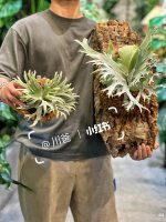 Camera_XHS_17744202680851040g00830rt5ab7j2m005nvtmltg8dcpdj2am7g.jpg Camera_XHS_17744202680851040g00830rt5ab7j2m005nvtmltg8dcpdj2am7g.jpg