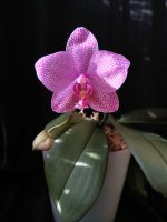 IMG_20260325_164145.jpg IMG_20260325_164145.jpg