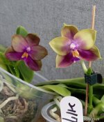 IMG_20260402_233733.jpg IMG_20260402_233733.jpg