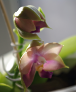 IMGP2599.png IMGP2599.png