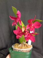 IMG_20260508_002655.jpg