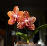DSC_0075.JPG