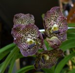 DSC_0660.JPG
