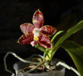 DSC_0541.JPG