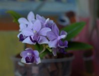 DSC_0511.JPG