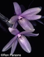 Dendrobium ceraula1.jpg