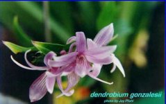 Dendrobium ceraula2.jpg