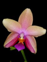 Phal-Liodoro1.jpg