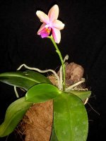 Phal-Liodoro2.jpg