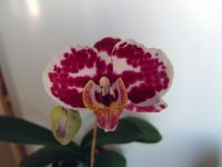 Dtps.-Taida-Pearl-из-OH.jpg