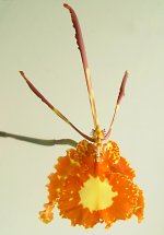 ONCIDIUM-BUTTERFLY-(Италия).jpg