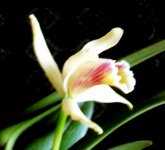 Cattleya-luteola-перу.jpg