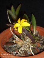 Laelia-bradei-3.jpg