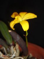 Laelia-bradei-4.jpg