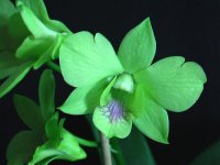 Den. Burana Green compactum.jpg