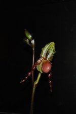 Paph. GLAUCOPHYLLUM X CHAMBERLAINIANUM X GRANDULIFERUM1.jpg