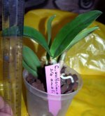 Cattleya nobilior `amali` semialba x striata.jpg