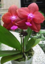 phalaenopsis-fushengs-world-fs-foto-3308.jpg