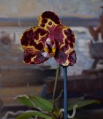 DSC_0668.JPG