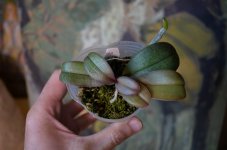 DSC_0711.JPG