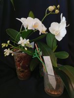 IMG_20260610_192017.jpg