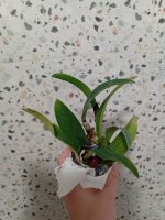 IMG_20260702_194854.jpg