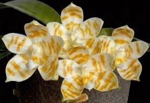 image-K-P.KS_Super_Zebra_Golden_Zebra.jpg