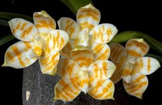 image-K-P.KS_Super_Zebra_Golden_Zebra_2.jpg