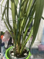 IMG_7906.jpeg