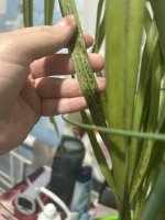 IMG_7907.jpeg