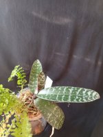 IMG_20260727_183729.jpg