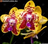 image-aroid-Phal._Orchid_World.jpg