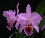image-P-Cattleya_percivaliana.jpg